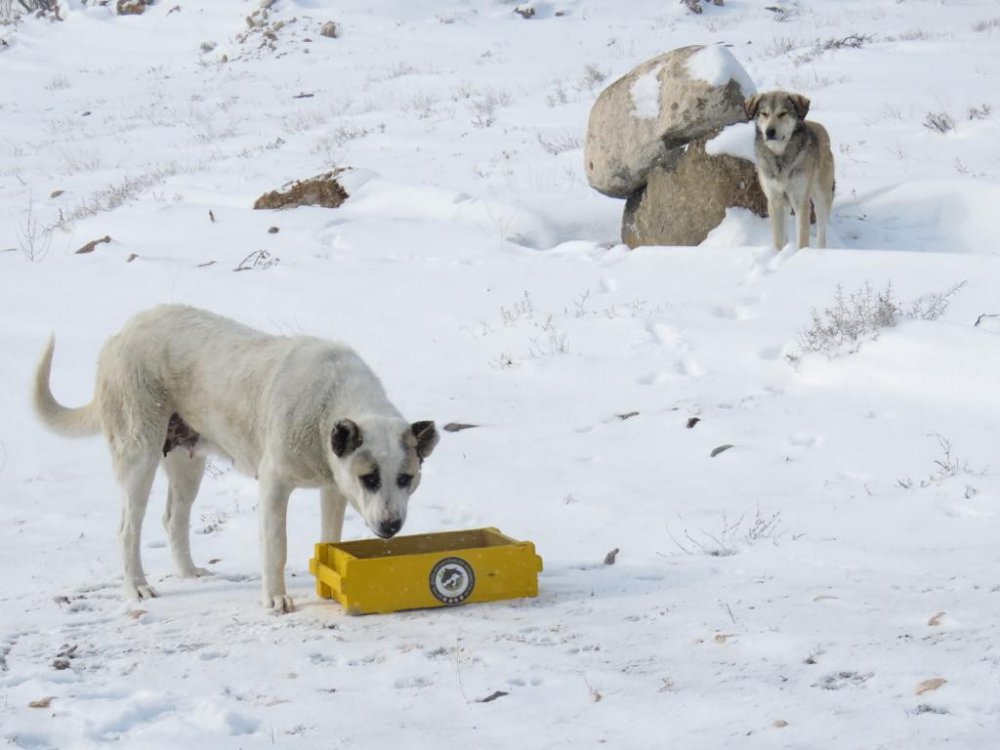 HAYDİ ekibi sokak hayvanlarını unutmadı