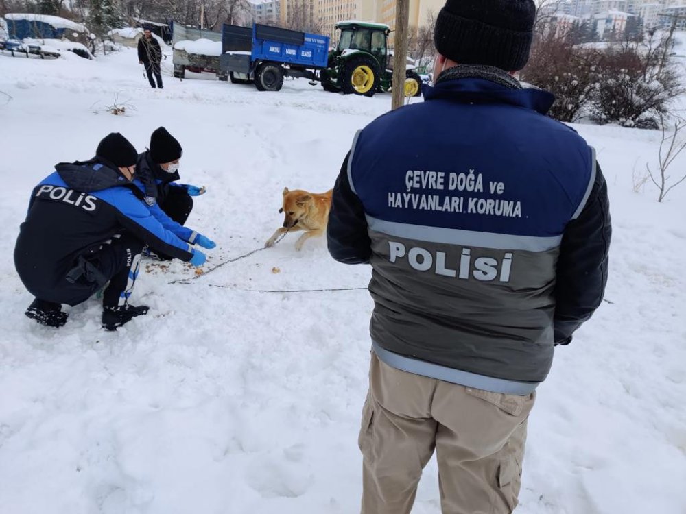 HAYDİ ekibi sokak hayvanlarını unutmadı