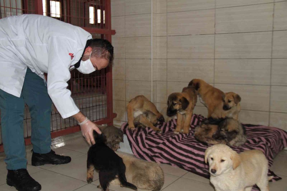 Elazığ Belediyesi Hayvan Hastanesi ve Bakım Evinde 5 binin üzerinde hayvan tedavi edildi