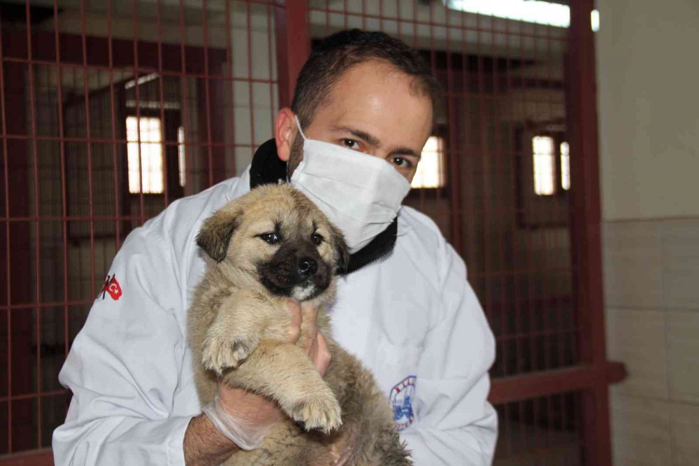 Elazığ Belediyesi Hayvan Hastanesi ve Bakım Evinde 5 binin üzerinde hayvan tedavi edildi