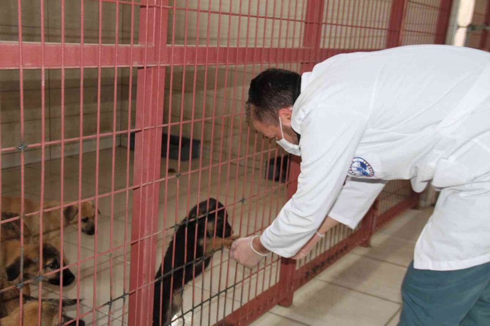 Elazığ Belediyesi Hayvan Hastanesi ve Bakım Evinde 5 binin üzerinde hayvan tedavi edildi