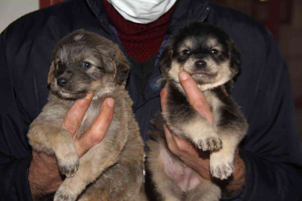 Elazığ Belediyesi Hayvan Hastanesi ve Bakım Evinde 5 binin üzerinde hayvan tedavi edildi