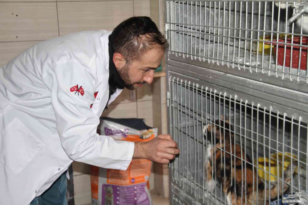 Elazığ Belediyesi Hayvan Hastanesi ve Bakım Evinde 5 binin üzerinde hayvan tedavi edildi