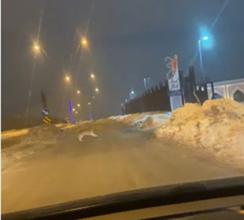 Aç kalan kurt şehir merkezine indi