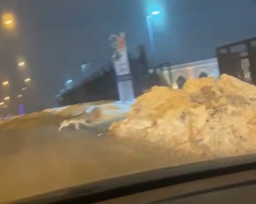 Aç kalan kurt şehir merkezine indi