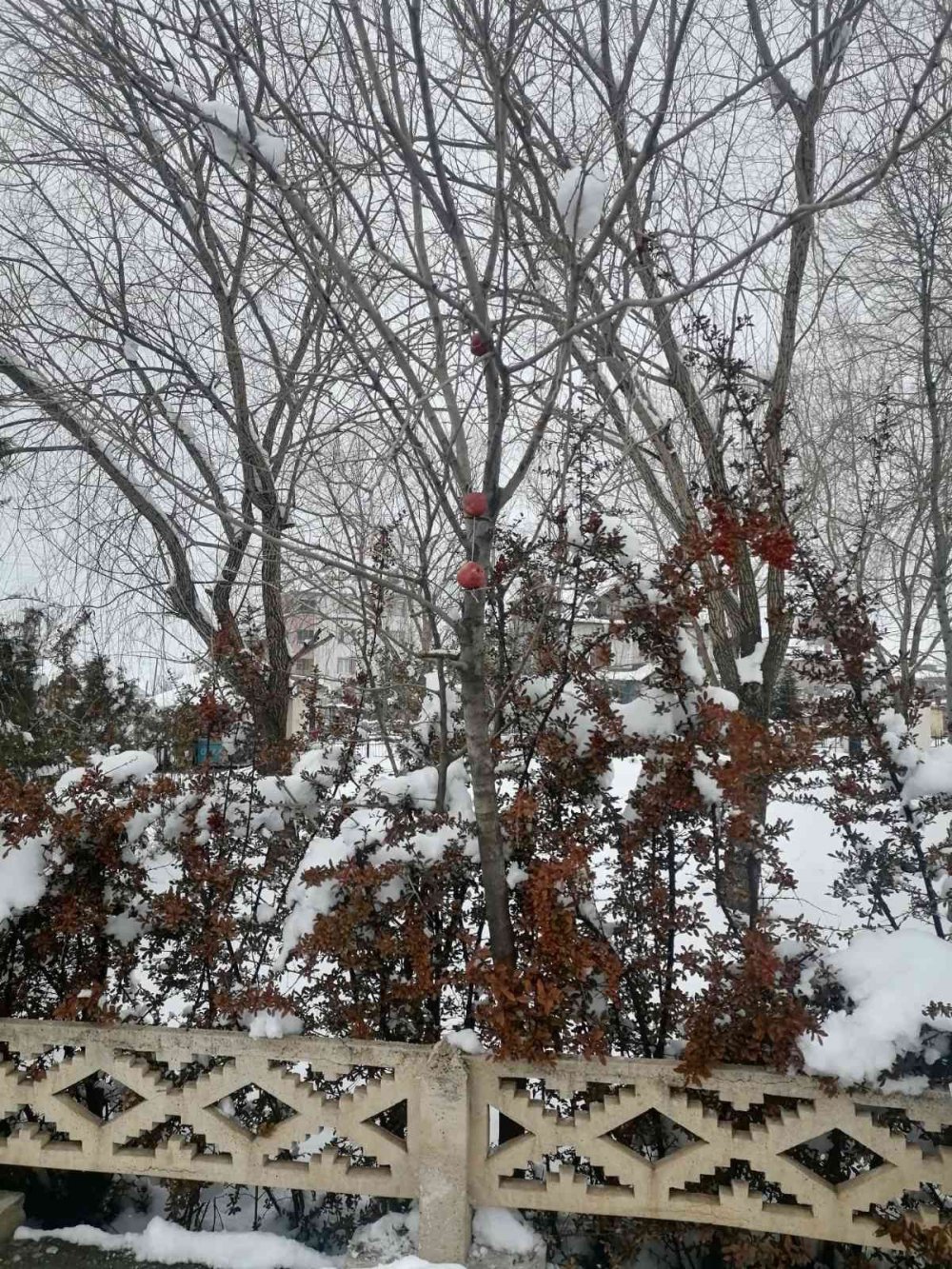 Yaban ve sokak hayvanları unutulmadı