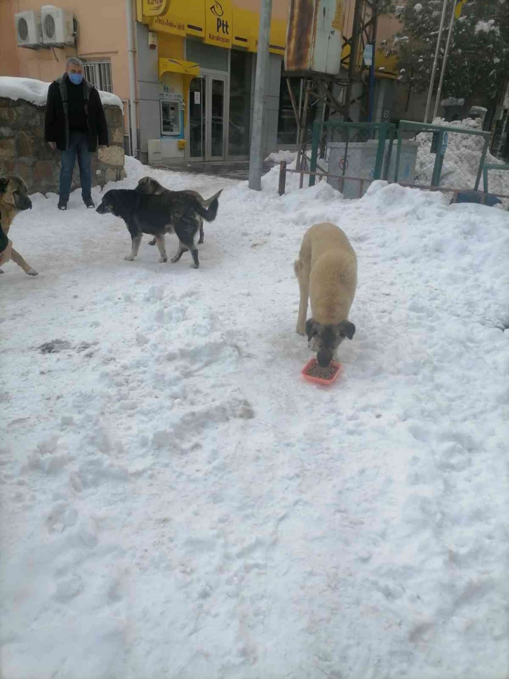 Yaban ve sokak hayvanları unutulmadı