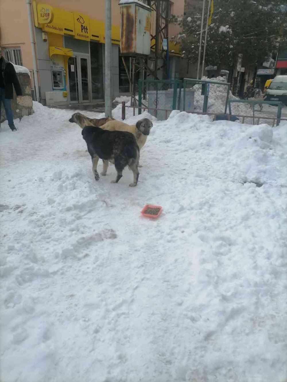 Yaban ve sokak hayvanları unutulmadı