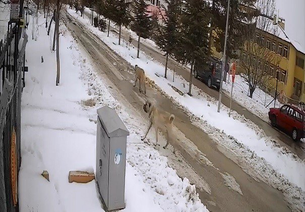 Sokak köpekleri tavuklara saldırdı
