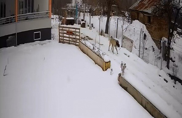 Sokak köpekleri tavuklara saldırdı