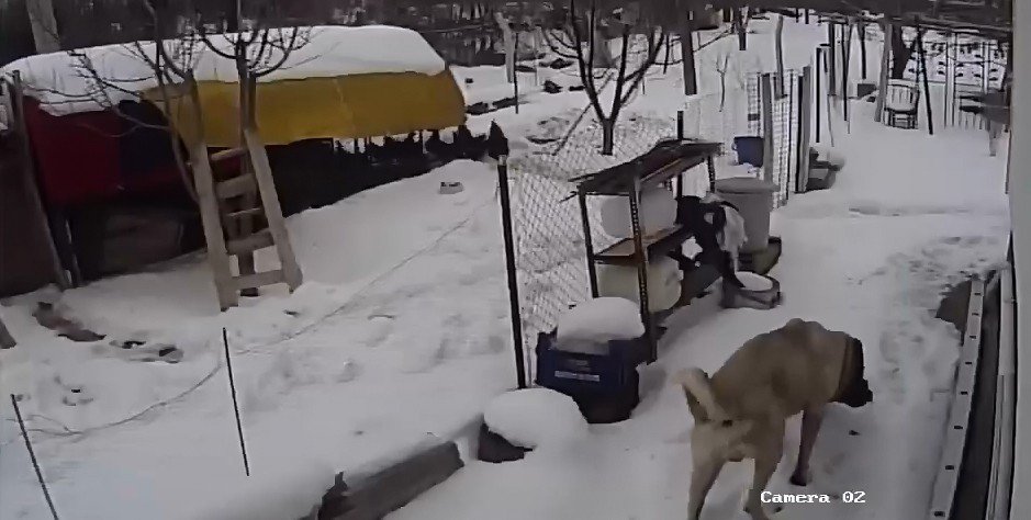 Sokak köpekleri tavuklara saldırdı