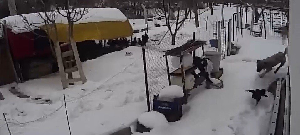 Sokak köpekleri tavuklara saldırdı