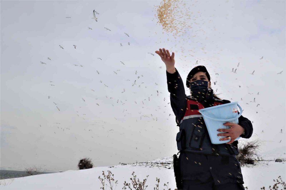 Tavşan Adası’nın uzun kulaklı sakinleri jandarma tarafından besleniyor