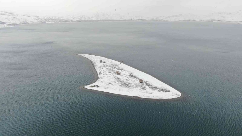 Tavşan Adası’nın uzun kulaklı sakinleri jandarma tarafından besleniyor