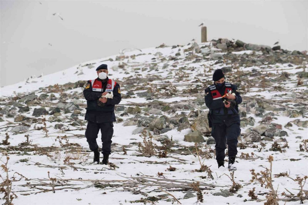Tavşan Adası’nın uzun kulaklı sakinleri jandarma tarafından besleniyor