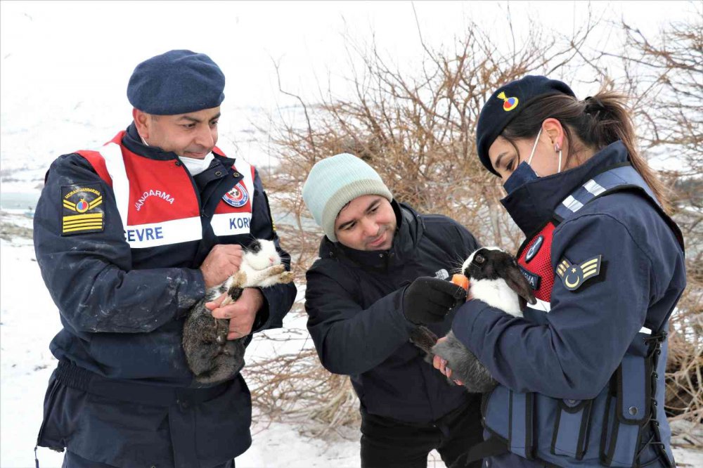 Tavşan Adası’nın uzun kulaklı sakinleri jandarma tarafından besleniyor