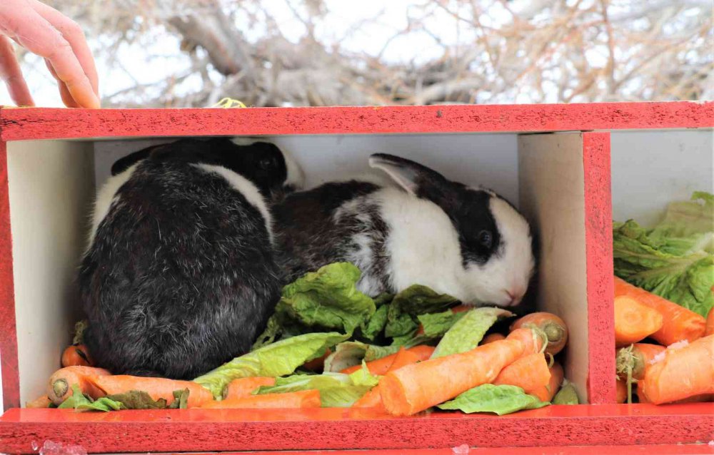 Tavşan Adası’nın uzun kulaklı sakinleri jandarma tarafından besleniyor
