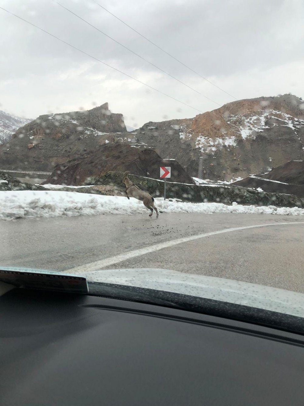 Dağ keçileri karayoluna indi