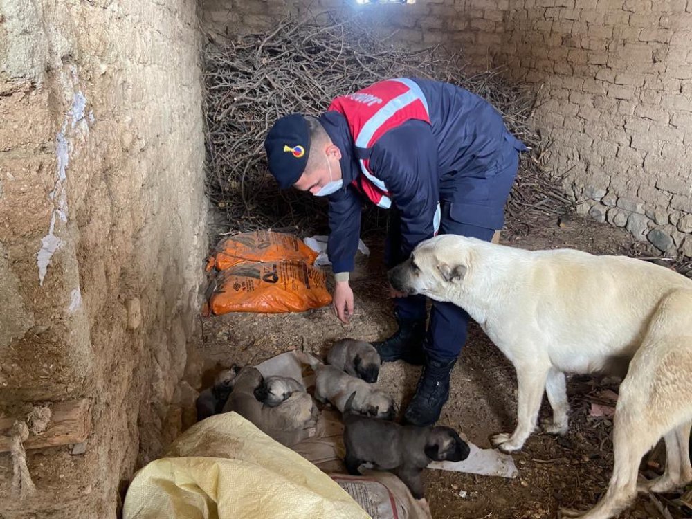 Jandarma ekipleri, anne ve yavru köpeklere sahip çıktı