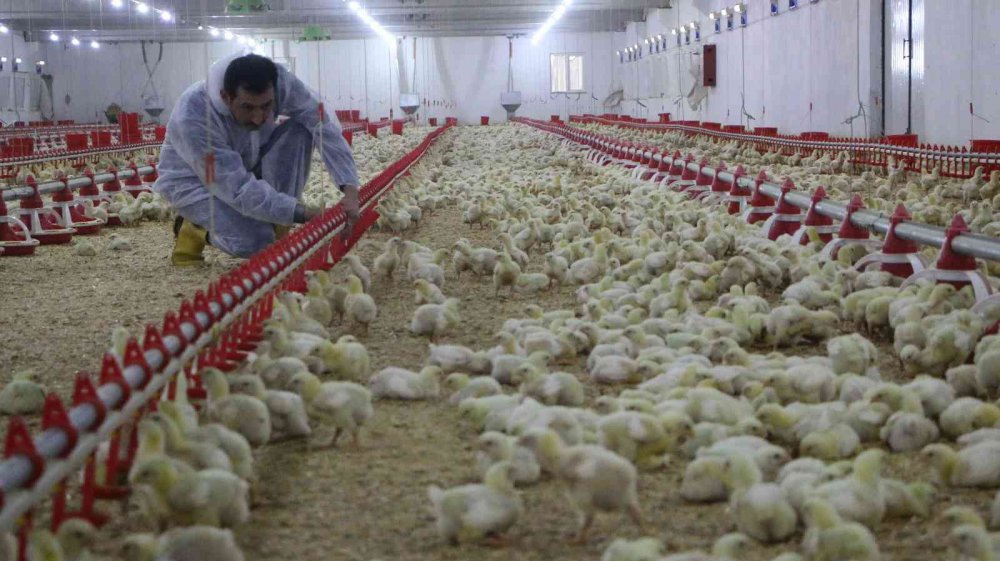 Devletten aldığı destek ile köye dönüp çiftlik kurdu