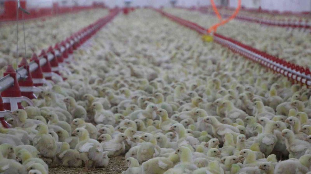 Devletten aldığı destek ile köye dönüp çiftlik kurdu