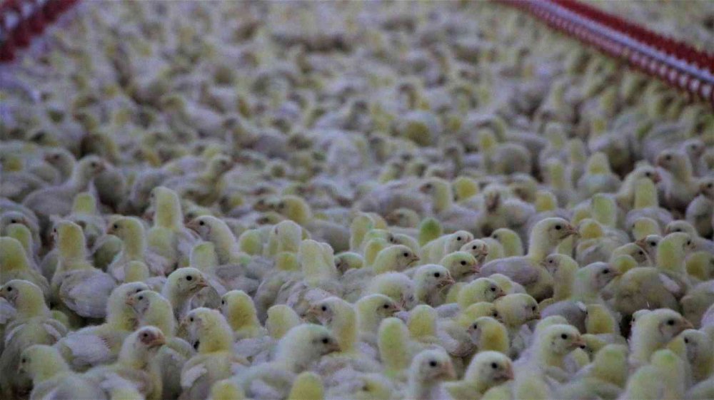 Devletten aldığı destek ile köye dönüp çiftlik kurdu