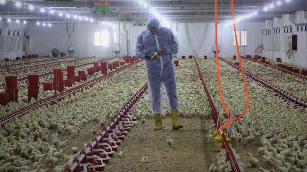 Devletten aldığı destek ile köye dönüp çiftlik kurdu