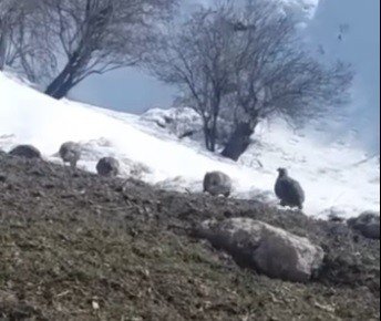 Dağ keklikleri beslenirken görüntülendi