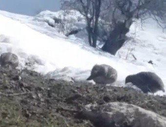 Dağ keklikleri beslenirken görüntülendi