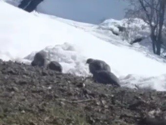 Dağ keklikleri beslenirken görüntülendi