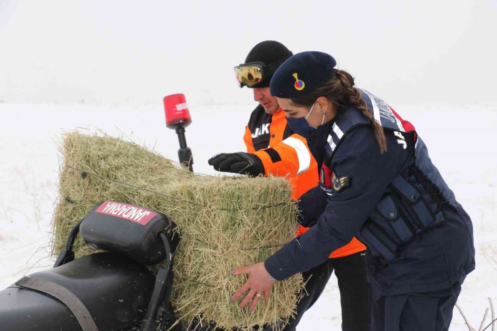 JAK ve HAYDİ ekipleri yaban hayatı için seferber oldu