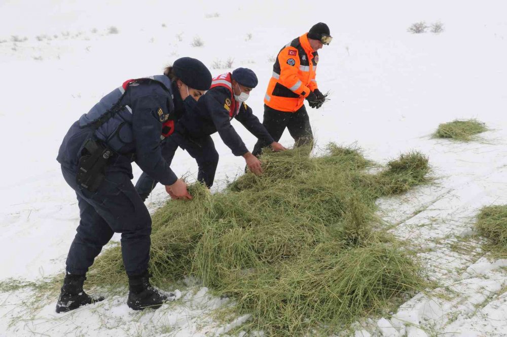 JAK ve HAYDİ ekipleri yaban hayatı için seferber oldu