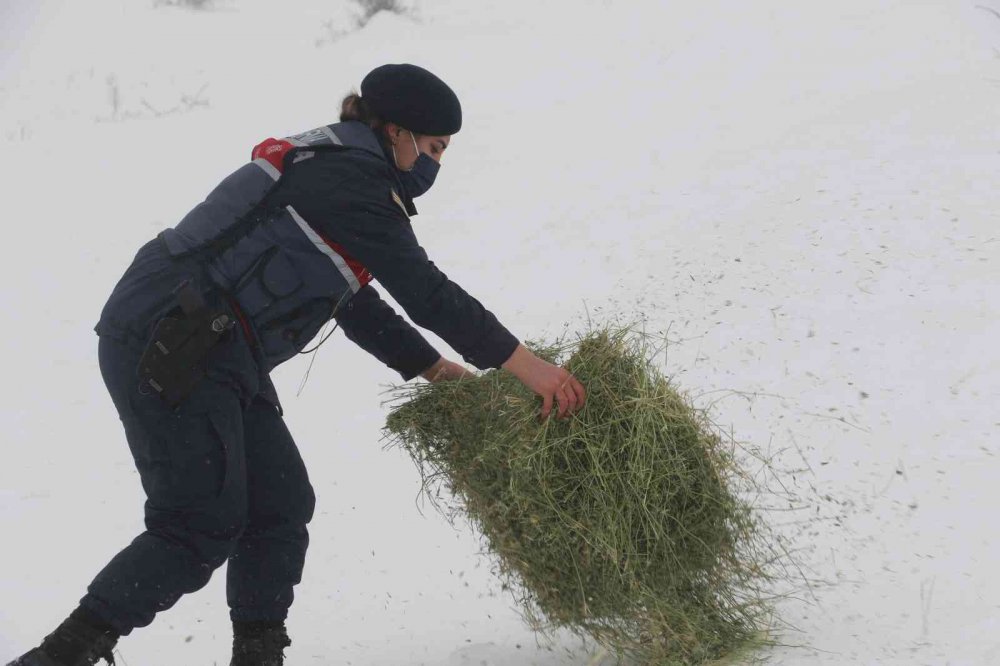 JAK ve HAYDİ ekipleri yaban hayatı için seferber oldu