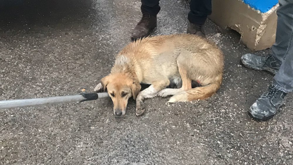 HAYDİ ekipleri yaralı anne köpek ve yavruları için seferber oldu