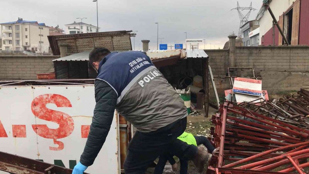 HAYDİ ekipleri yaralı anne köpek ve yavruları için seferber oldu