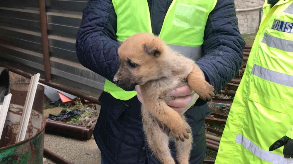 HAYDİ ekipleri yaralı anne köpek ve yavruları için seferber oldu