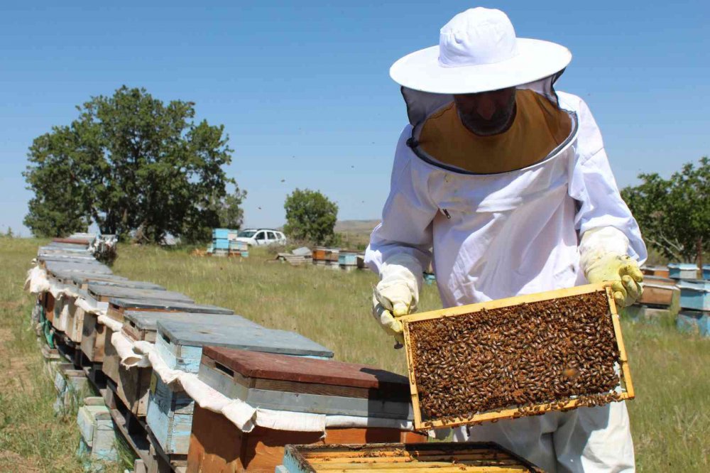 Sert geçen kış ve yaşanan kar yağışı arıcıları sevindirdi, verimli bir sezon bekleniyor