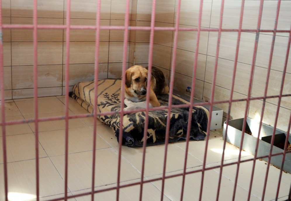 Hayvan Bakım Evi ziyarete açılıyor