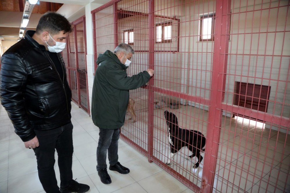 Hayvan Bakım Evi ziyarete açılıyor