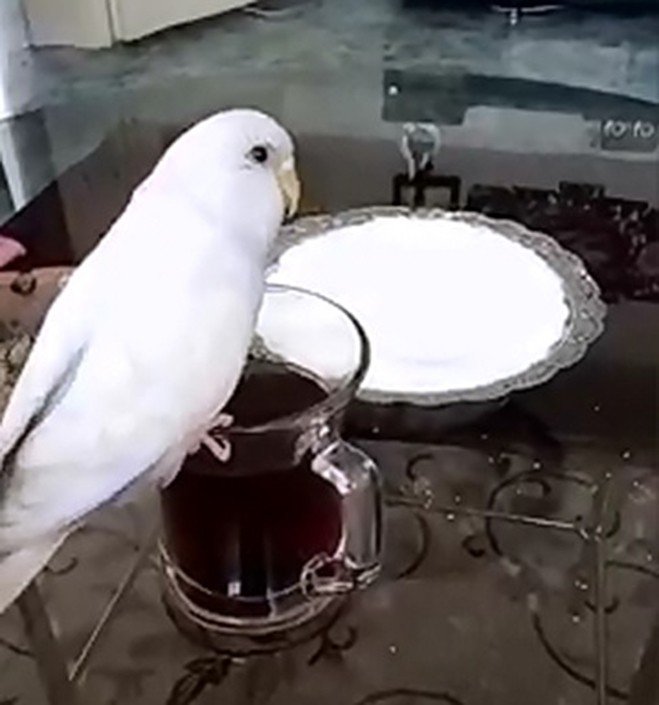 Bu da ’Çaykolik’ muhabbet kuşu