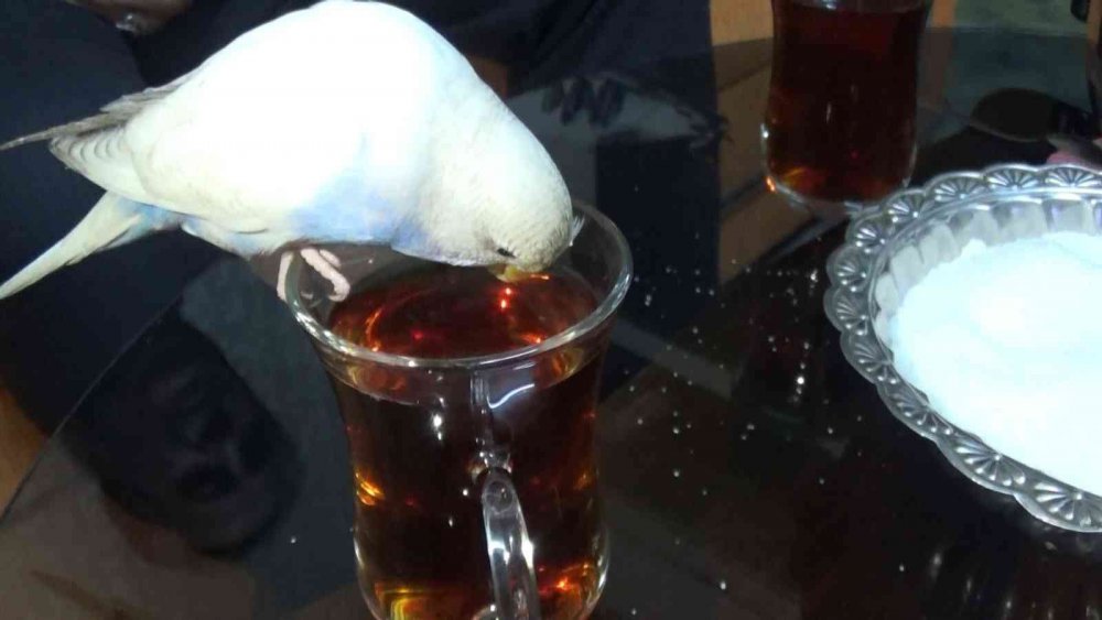 Bu çayın tiryakisi bir başka