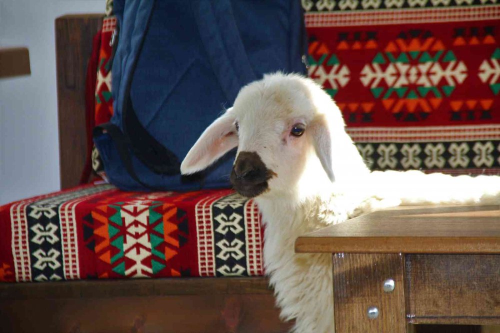 Annesi ölen ’Rıfkı’yı’ ev ortamında biberonla besliyorlar