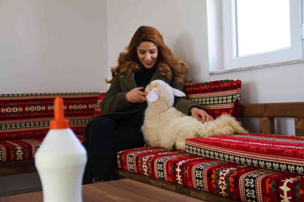 Annesi ölen ’Rıfkı’yı’ ev ortamında biberonla besliyorlar