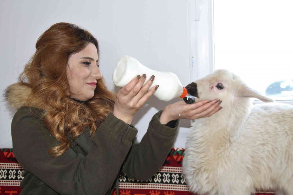 Annesi ölen ’Rıfkı’yı’ ev ortamında biberonla besliyorlar
