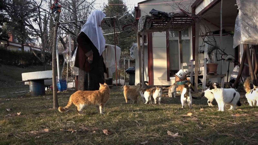Kedi dostu Zahide Nine, yıllardır onlara annelik yapıyor