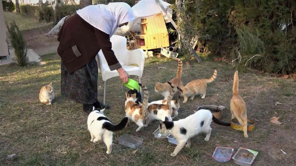 Kedi dostu Zahide Nine, yıllardır onlara annelik yapıyor