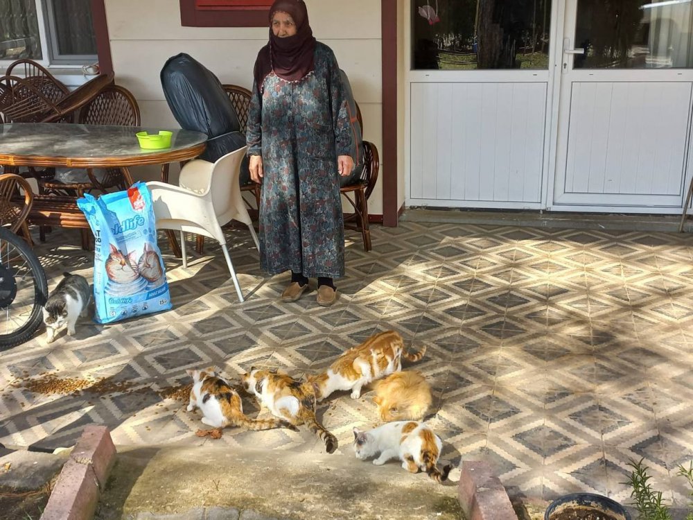 Evinin bahçesinde 30 kediye bakan Zahide nineye İl Özel İdare ekiplerinden mama desteği