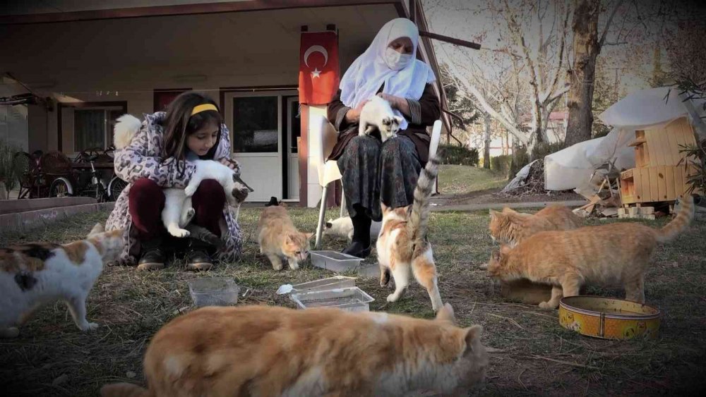 Evinin bahçesinde 30 kediye bakan Zahide nineye İl Özel İdare ekiplerinden mama desteği