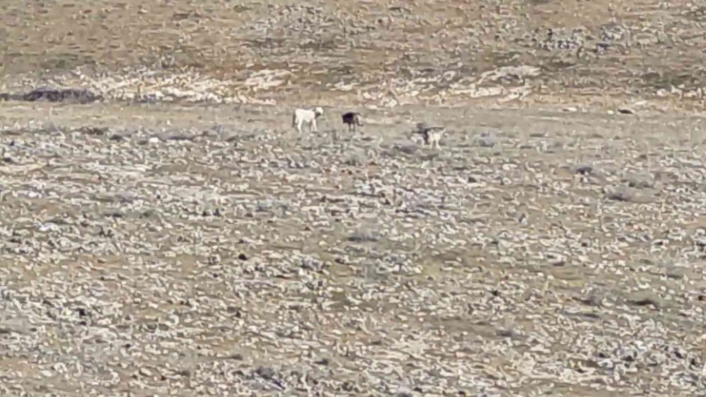 Kurt sürüsünün içerisinde çoban köpeklerini görenler şaşırdı