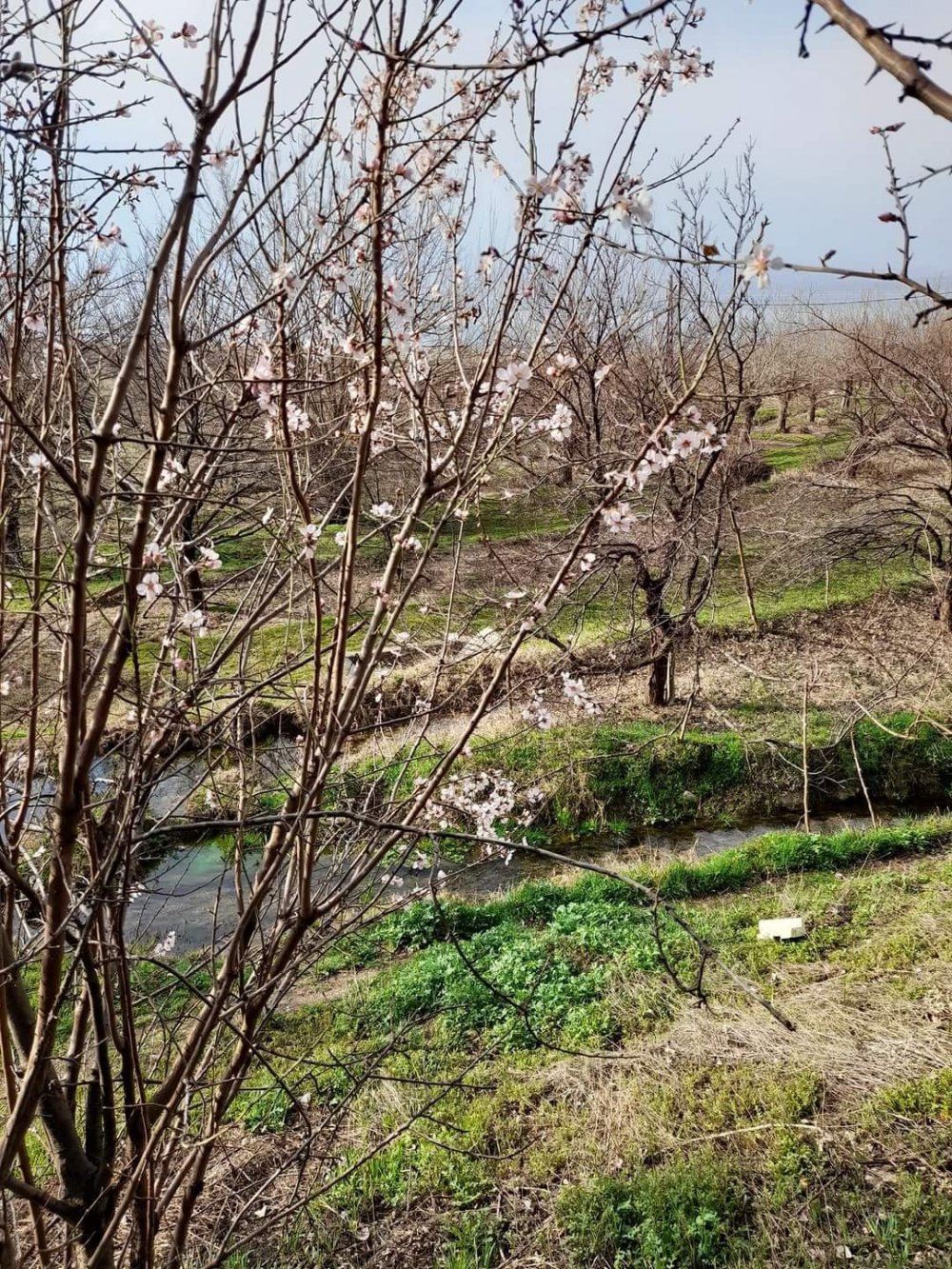 Elazığ’da baharın habercisi bademler çiçek açtı